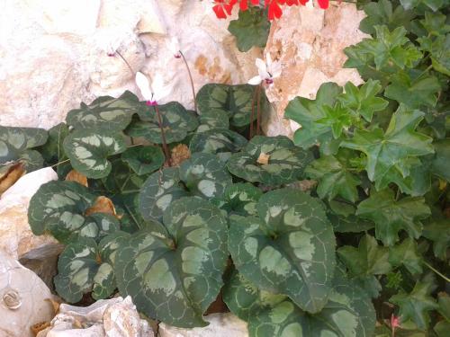 a bunch of green plants next to a rock at Country lodging in Manot in Manot