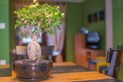 a small bonsai tree sitting on top of a table at Apartments Helena Kranjska Gora in Kranjska Gora