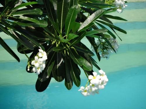 Jardín al aire libre en Villa Jati Mangsit