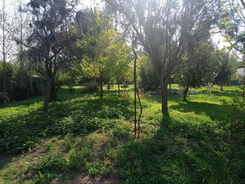 a field of grass with trees in the background at Cabaña Campestre de 1 Ambiente En Paine in Paine