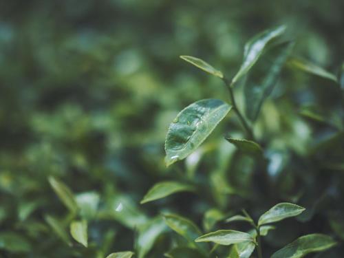 a green leaf on a plant in a field at SOKI Kanazawa in Kanazawa