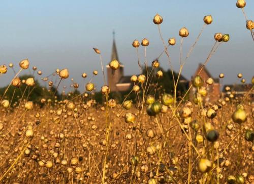 a field filled with lots of gold flowers in front of a church at Horenbecca Bistro & Wellness in Horebeke
