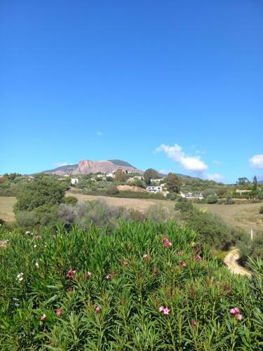 a field of flowers with a mountain in the background at afa butrone sarrola in Afa