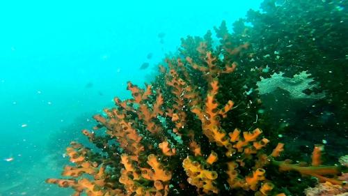 a coral reef in the ocean with at Ten RooMs in Telukbakau