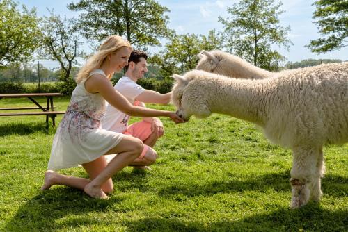 a man and woman petting a sheep in a field at Inner Stillness Wellness Retreat in Albergen