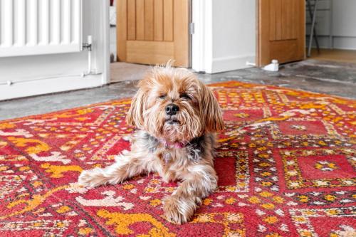 a small dog laying on a rug on a floor at Cottage in Worcestershire in Evesham