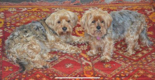 a group of three dogs sitting on a rug at Cottage in Worcestershire in Evesham