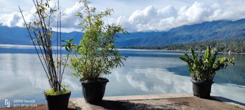 two potted plants sitting on a ledge next to a lake at Beach Guest House in Maninjau