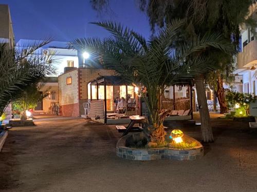 a group of palm trees in a courtyard at night at Oasis Fighting Kangaroo in Dahab