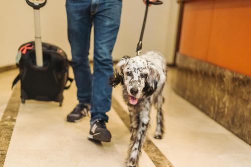 a person walking a dog with a suitcase at Hotel San Miguel in Gijón