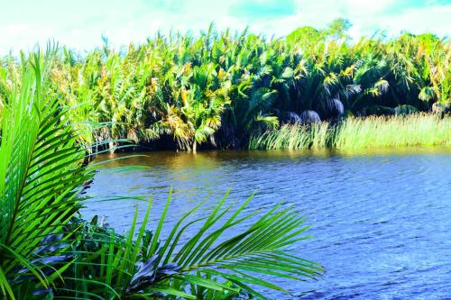 a body of water with tall grass and plants at Helios Beach Resort in Tangalle