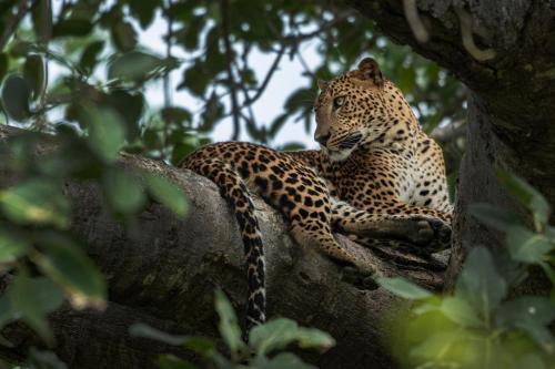 a leopard is sitting in a tree at Funky Leopard Safari Lodge Bordering Yala National Park in Kataragama