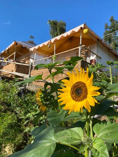 a group of sunflowers in front of a house at Ananta Prana in Mussoorie