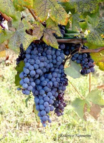 a bunch of grapes hanging on a vine at I Quattro Grappoli in Neive