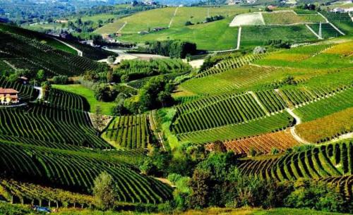 an aerial view of a bunch of green vineyards at I Quattro Grappoli in Neive