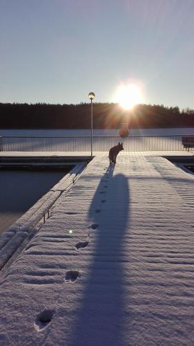 a dog walking on a pier in the snow at Apartament Perła 22 Jezioro Pluszne in Mörken