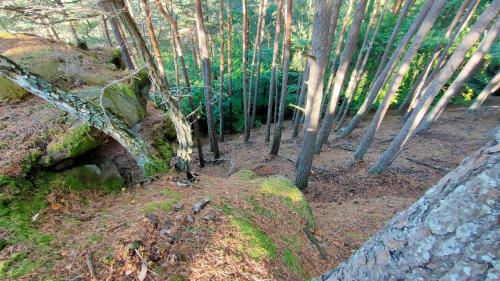 a forest with trees and rocks with green moss at Gîte pour 2 in Wingen