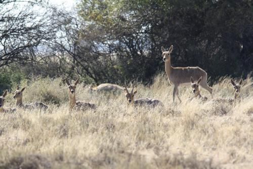 a group of deer in a field of tall grass at Grootvallei Guest Farm - Main lodge in Boshof