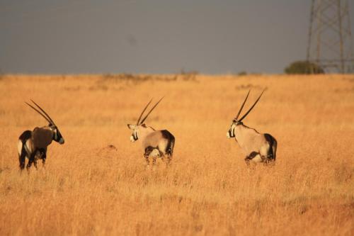 three antelopes standing in a field of tall grass at Grootvallei Guest Farm - Main lodge in Boshof