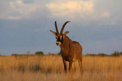 a antelope standing in a field of tall grass at Grootvallei Guest Farm - Main lodge in Boshof