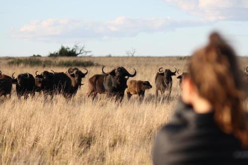 a man watching a herd of buffalo in a field at Grootvallei Guest Farm - Main lodge in Boshof