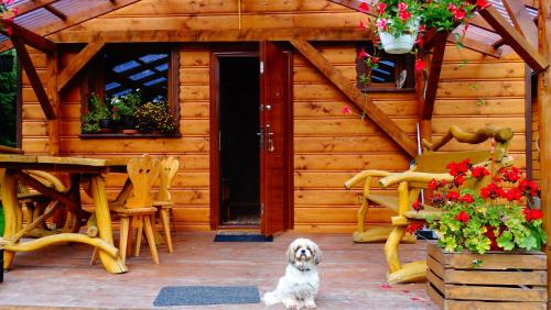 un perro pequeño sentado frente a una cabaña en Cztery Pory Roku - Domek 