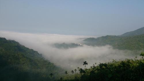 a misty valley in the mountains with a palm tree at De Ren Tea Gardens in Meishan