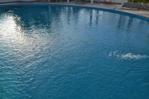 a dolphin swimming in a pool of blue water at B&B SEBA e PAOLA in Sonnino