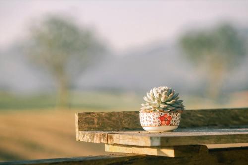 a small cactus sitting on top of a wooden table at Tiệm Cà Phê Mer Homestay & Coffee Mộc Châu in Mộc Châu