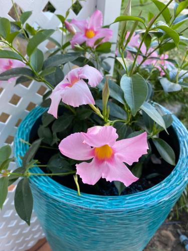 a blue basket with pink flowers in it at Vila Sol, Apartment 468 in Quarteira