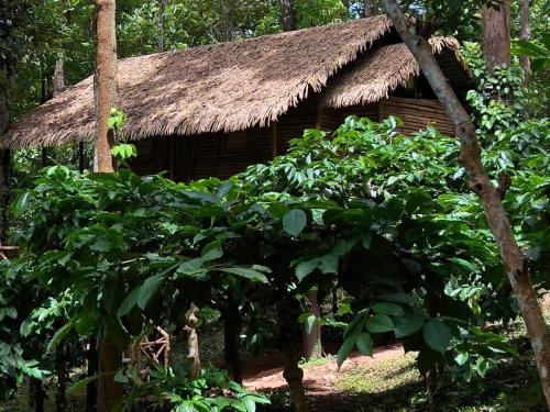 a hut with a thatched roof in the forest at Adrak Mountain Mist Forest Resort in Pulpally