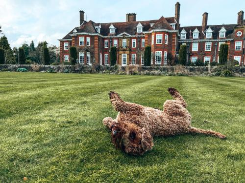 a dog laying in the grass in front of a house at Barnett Hill Hotel in Guildford