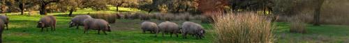 a herd of sheep grazing in a field of grass at Agua de mayo in Hinojales