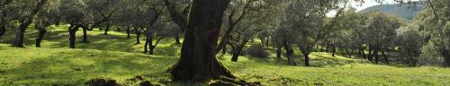 a tree in the middle of a field with green grass at Agua de mayo in Hinojales