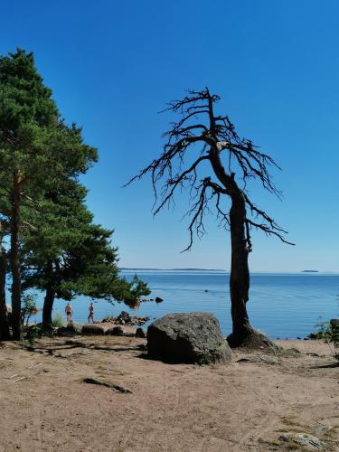 a tree and a rock on a beach at Relaxing Beatiful Studio - Sauna Bath Facility in Kotka