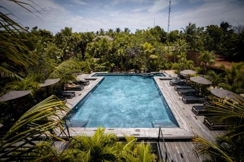 an outdoor swimming pool with chairs and trees at Radhoo Tulum in Tulum