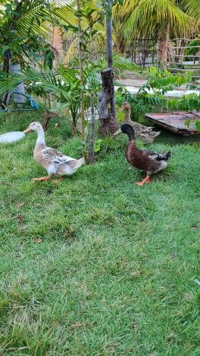 a group of ducks walking in the grass at Chalés Refúgio Fortim in Fortim