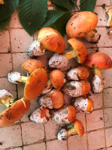 a pile of decaying mushrooms on a tile floor at Ma. De House Lago del Turano in Valle Verde