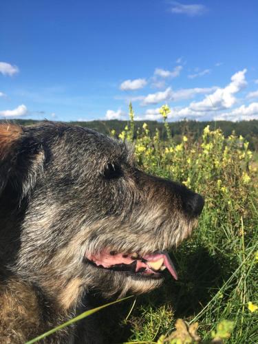 a black dog laying in a field of grass at Familienapartments mit Balkon oder Terrasse und Garten in Ober-Lembach