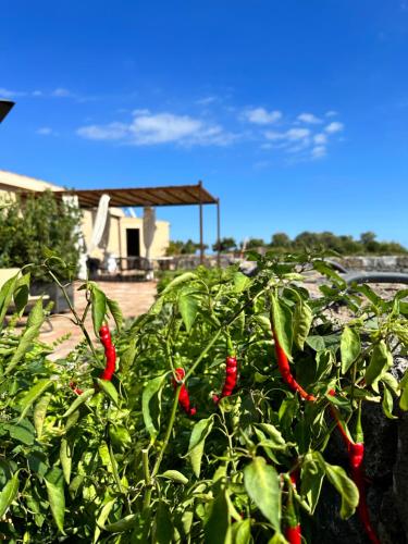 a group of red peppers growing in a field at La Cantina Villa di campagna in Acireale