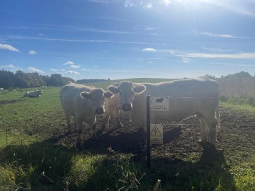 three white cows standing next to a sign in a field at Apartmán Studnice na Vysočině in Nové Město na Moravě