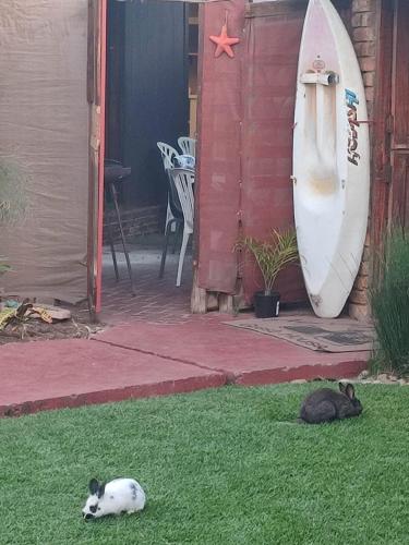 two cats laying on the grass next to a surfboard at Ay Jay's Guesthouse in Bloemfontein