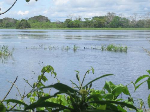 a body of water with grass in the middle at Eware Refugio Amazonico in Puerto Nariño