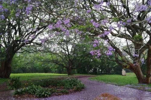 a path through a park with purple flowering trees at Crest Farm Cottage in Waterfall