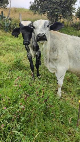 a black and white cow standing in a field at Cabañas Casa Campo Guatavita in Guatavita