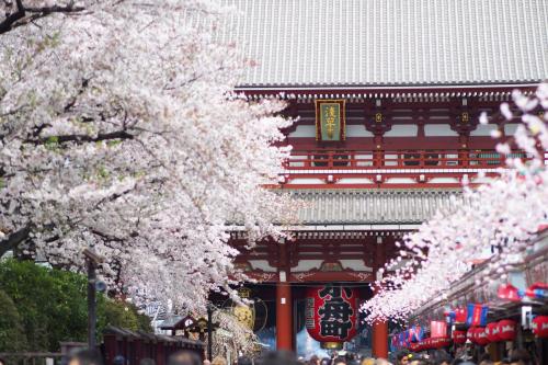 Un bâtiment avec un tas de cerisiers devant lui dans l'établissement APA Hotel Asakusa Kaminarimon Minami, à Tokyo