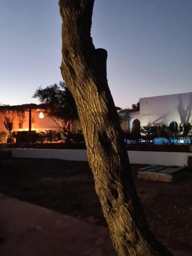 a tree in front of a building at night at Villa Al Kharoube in Essaouira