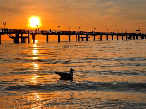 a duck swimming in the water in front of a pier at Fichtel in Graal-Müritz