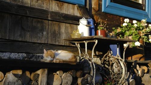 an orange and white cat laying on a shelf at Breb s Cosy Barn in Breb