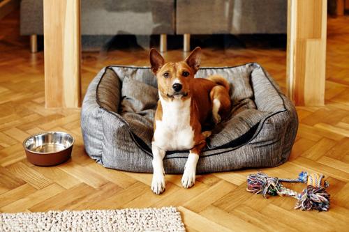 a brown and white dog sitting in a dog bed at SleepWell Apartments Ordynacka in Warsaw